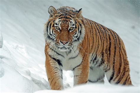 Maquina De Fenda De Tigre Siberiano