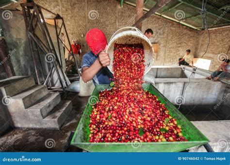 Maquinas De Fenda Livre Cerejas