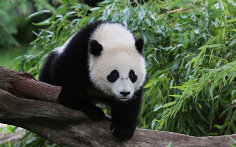 Maquinas De Fenda Livre Selvagem Panda