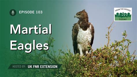 Martial Eagle Netbet