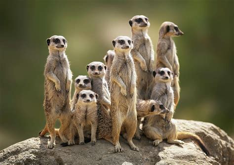 Meerkats Family Betsson