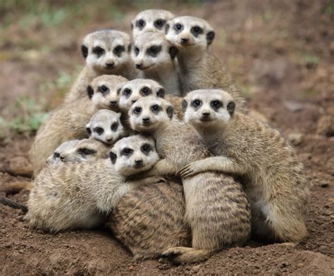 Meerkats Family Brabet
