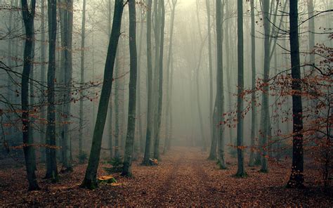 Misty Forest Betano