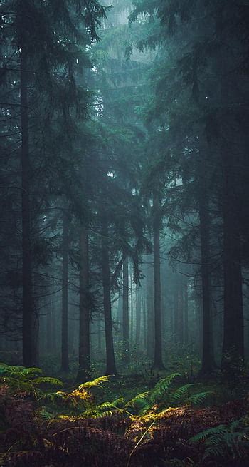 Misty Forest Brabet