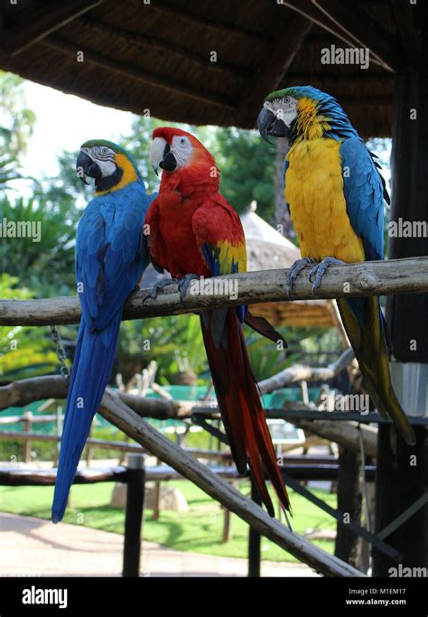 Monte Casino Parque Das Aves Horas De Negociacao