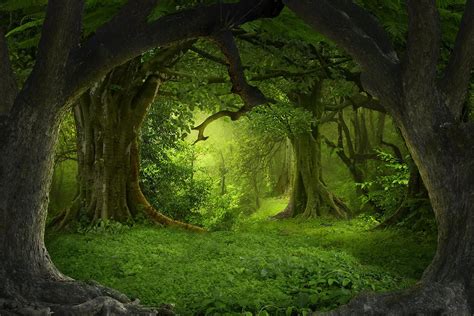 Mystical Forest Novibet