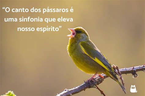 O Amor Do Passaro Maquina De Fenda