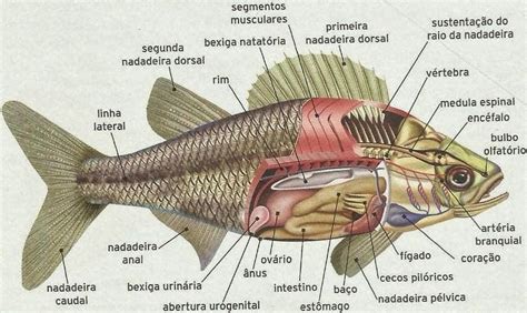 O Peixe Koi Maquina De Fenda