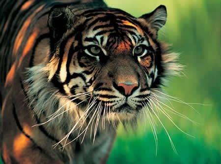 O Tigre De Sumatra Maquina De Fenda