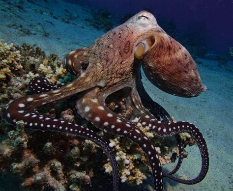 Octopus Life Betsul