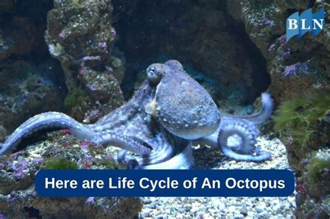 Octopus Life Parimatch