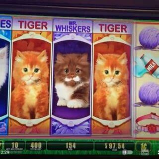 Omg Kittens Pokerstars