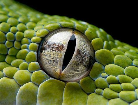 Os Olhos De Cobra Aposta De Merda