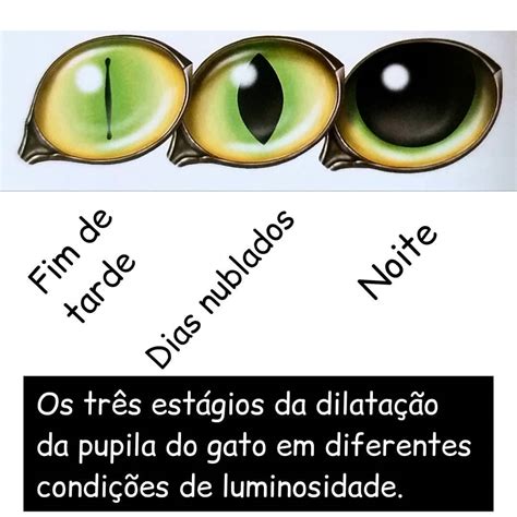 Os Olhos De Gatos De Casino