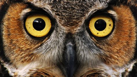 Owl Eyes Nova Bet365