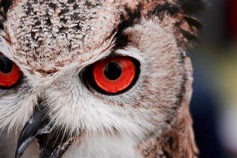 Owl Eyes Novibet