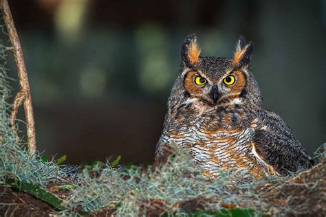 Owl In Forest Betsul