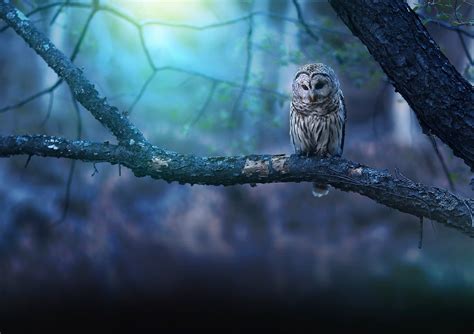 Owl In Forest Betsul