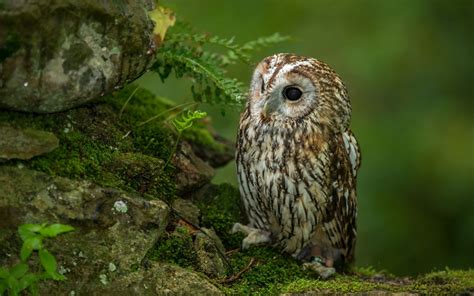 Owl In Forest Blaze