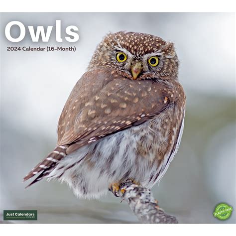 Owls Review 2024