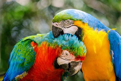 Parrots Of The Caribbean Betway