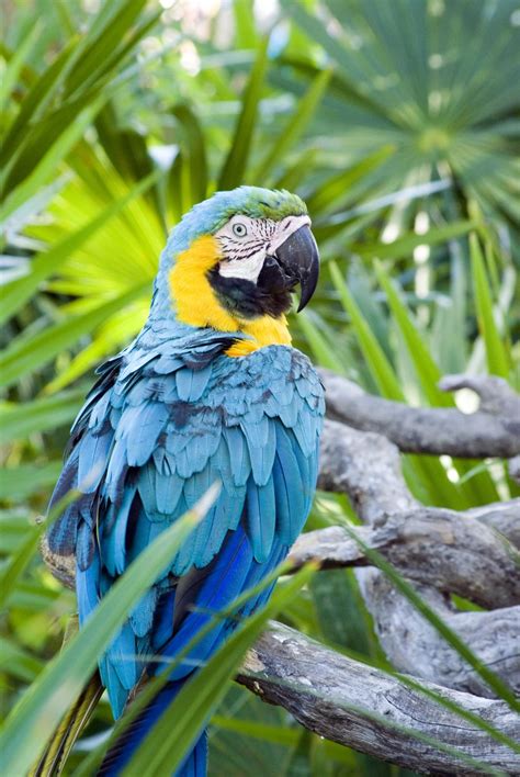 Parrots Of The Caribbean Bwin