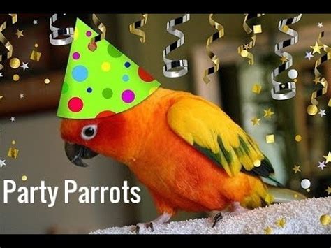 Party Parrot Betsul