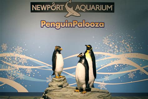 Penguin Palooza Brabet