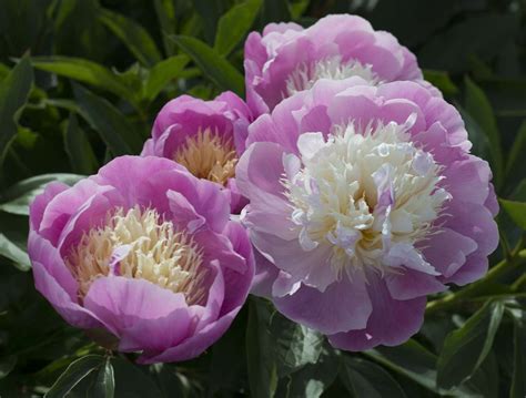 Peony Beauty Bet365