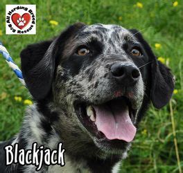 Petfinder Blackjack