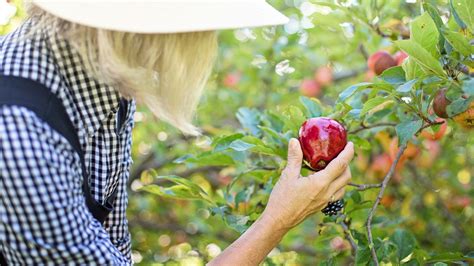 Pick A Fruit Betsul