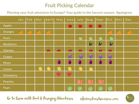 Pick A Fruit Review 2024