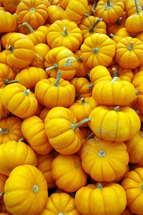 Plenty Pumpkins Betsul