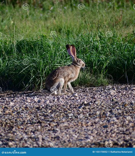 Preto De Cauda Jackrabbit Velocidade