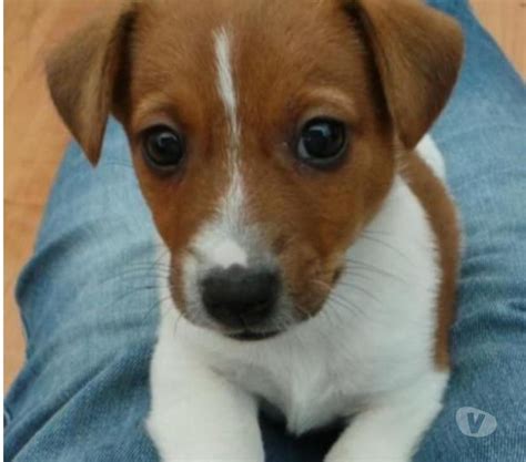 Preto E Branco Jack Russell Filhotes Para Venda