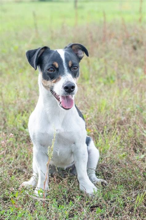 Preto E Branco Jack Russell Terrier Para Venda