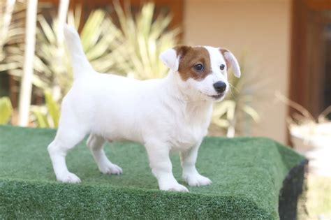 Preto E Tan Jack Russell Filhotes Para Venda Portugal