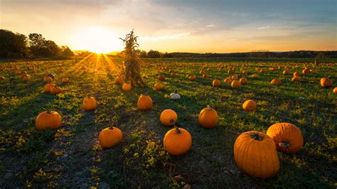 Pumpkin Patch Betsul