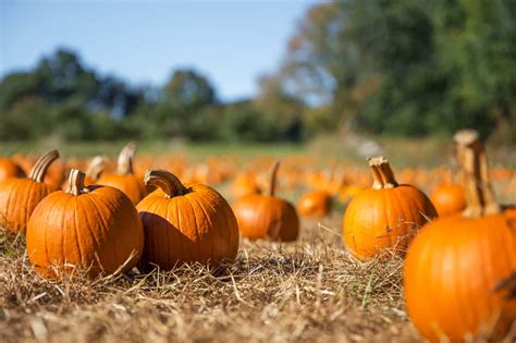 Pumpkin Patch Parimatch