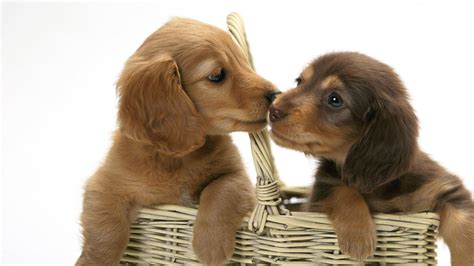 Puppy Love Novibet