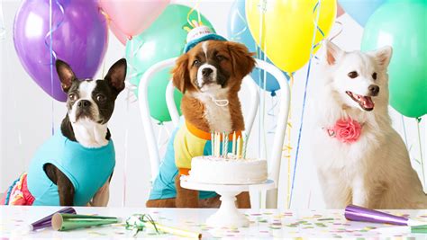 Puppy Party Betway