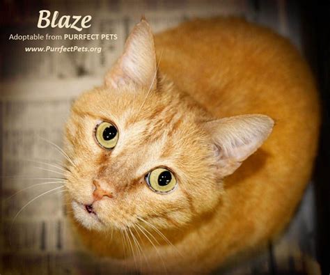 Purrfect Pets Blaze