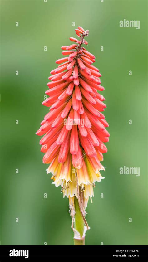 Quando A Planta Red Hot Poker Lampadas Reino Unido