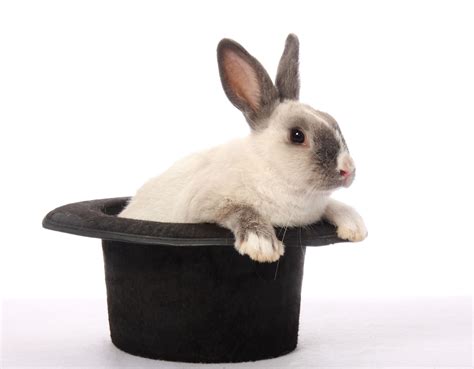 Rabbit In The Hat Betano