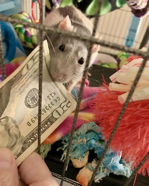 Rat S Money Betsul