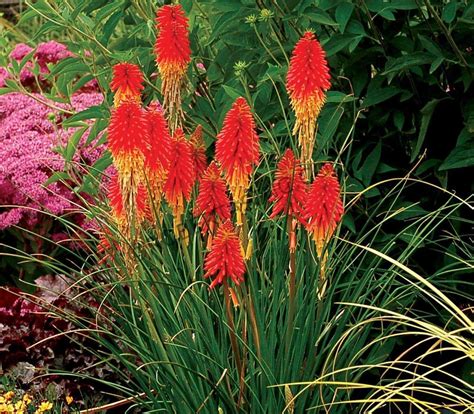 Red Hot Poker