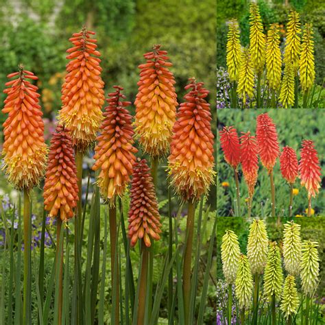 Red Hot Poker Ate A Bunda