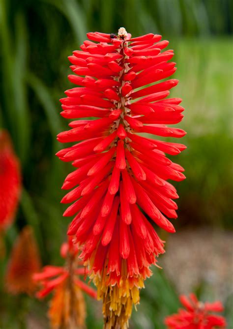 Red Hot Poker Planta