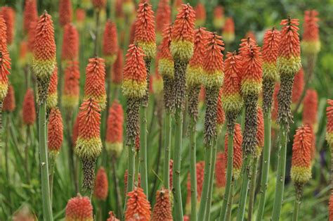 Red Hot Poker Planta Em Contentor