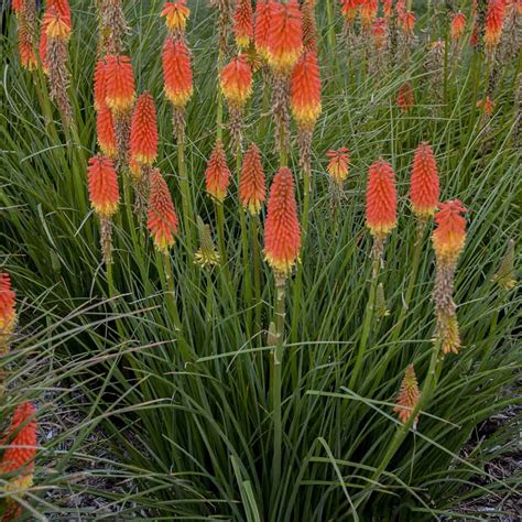 Red Hot Poker Planta Morrer